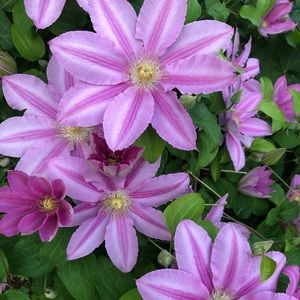 Meet your Posher, Styles